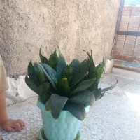 گل آپارتمانی|گل و گیاه طبیعی|الوند, |دیوار