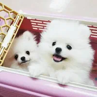 سگ توله پامر . پامرانین خرسی عروسکی نباتی ۶۰ روز