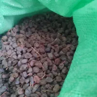 کشمش گوشتی ابگیری