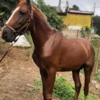 مادیان و نریان کُرد معاوضه با گوسفند و...|اسب و تجهیزات اسب‌سواری|رشت, منظریه|دیوار