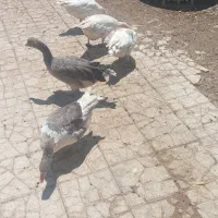 بره چاق|حیوانات مزرعه|شیراز, محراب|دیوار