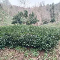 لنگرودکومله اطاقور زمین باغی کاملا آباد و پرمحصول