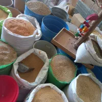 خرید وفروش قناری فنج عروس هلندی مرغ عشق|پرنده|شهرکرد, |دیوار