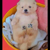 سگ پامر اشپیتز زیبا