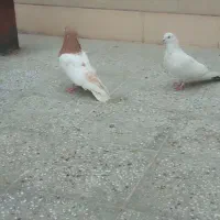 پرنده کله زرد