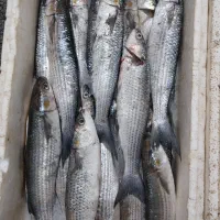 ماهی|ماهی|رشت, حومه رشت|دیوار