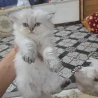 طوله گربه اسکاتیش و بریتیش|گربه|آبادان, |دیوار