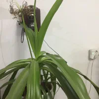 گلدان موزی|گل و گیاه طبیعی|زرند, |دیوار