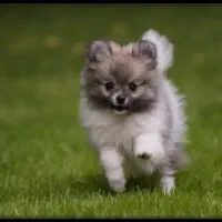 سگ نر پامرین