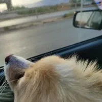 سگ پامر روباهی ماده