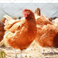 مرغ خروس و غاز