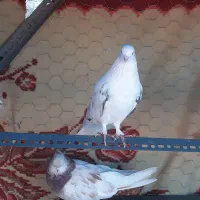 کفتر|پرنده|رودهن, |دیوار