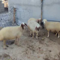 میش یا گوسفند  آبستن|حیوانات مزرعه|سیوان, |دیوار