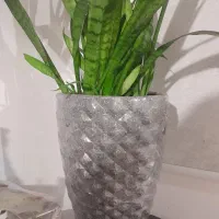 تعدادی گلدان به همراه گل