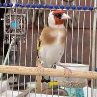 سهره دهن لر ردی