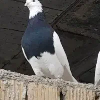 یک جفت طوقی