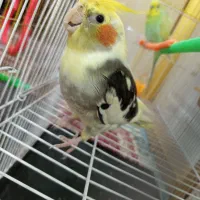 یه عدد عروس هلندی گمشده