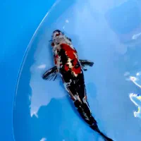 ماهی کوی مولد نژاد دار