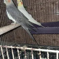 جفت عروس هلندی نرماده