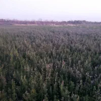 یونجه|خدمات باغبانی و درختکاری|سوسنگرد, |دیوار