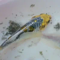 ماهی کوی ولجنخوار|ماهی|شیراز, گود عربان|دیوار