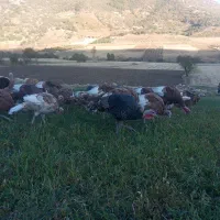 بوقلمون محلی|حیوانات مزرعه|بانه, |دیوار