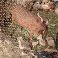 ۳عددبزپاکستانی|حیوانات مزرعه|اسفرورین, |دیوار