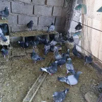 کفتر|پرنده|بم, |دیوار