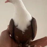 کله سفید|پرنده|سبزوار, ولیعصر (نجار آباد)|دیوار
