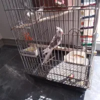 جفت مولد عروس هلندی وایت فیس