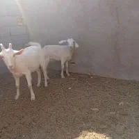 بز وکره|حیوانات مزرعه|مهریز, |دیوار