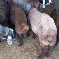 یک عددبره نرافشار|حیوانات مزرعه|گنبد کاووس, |دیوار