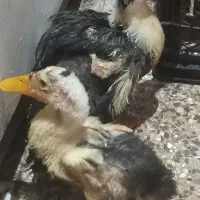 یک جفت اردک روسی
