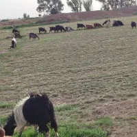 بز دورگ درجه یک