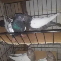 پرتده
