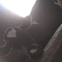 گاو شیری شکم اول گوساله ماده