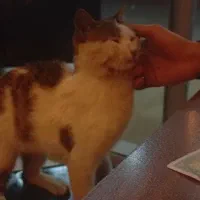 واگذاری رایگان گربه