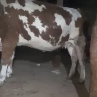 گاو گوشتی بی عیب