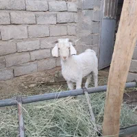 یک راس کهره نر