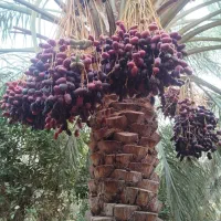 خرمای مضافتی بم