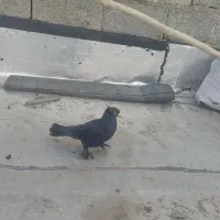 کبوتر|پرنده|تبریز, |دیوار