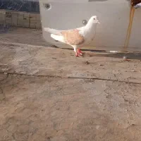 کبوتر کله سینه شامی چپ ساده پلنگ سبزالمان کفترپرش