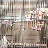 فروش ۵عدد عروس هلندی بک جفت با ۳تا جوجه بزرگ