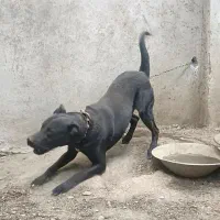 سگ نگهبان|سگ|شازند, |دیوار