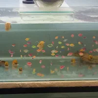 مولی،گوپی،پلاتی،سیکلید مالاوی، زبرا