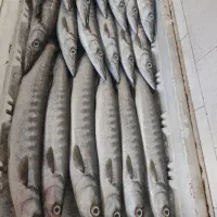 ماهی درجه یک چابهار رسید