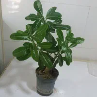 گل و گیاه آپارتمانی|گل و گیاه طبیعی|سقز, |دیوار