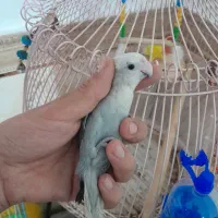 طوطی برزیلی|پرنده|تاکستان, |دیوار