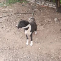 سگ نگهبان