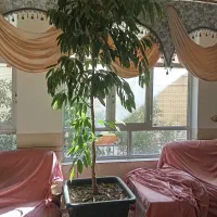 گل طبیعی مجلسی سالنی|گل و گیاه طبیعی|نجفآباد, شهید رجایی|دیوار